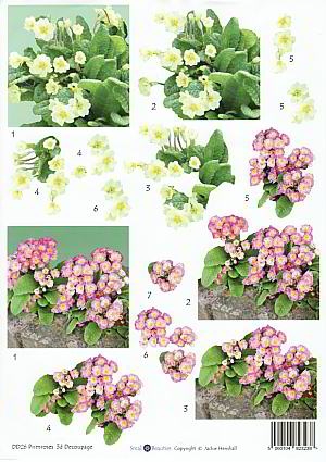 Small beauties bloemen (DD26)