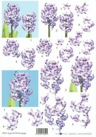Small beauties hyacinten (DD25)